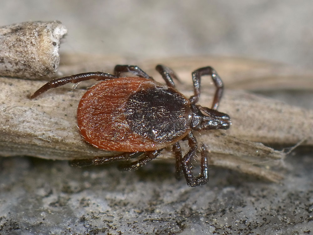 Una zecca sul braccio:  Ixodes cfr. ricinus, femmina